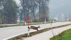 Zvířata, silnice, nehoda se zvěří