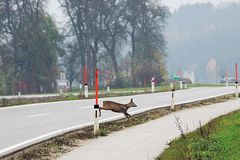 Copak nezná myslivecký zákon? Právník to za sraženou srnu schytal, trvá však na svém