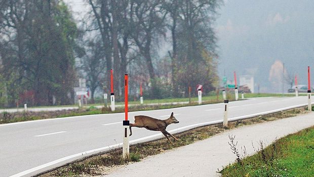 Copak nezná myslivecký zákon? Právník to za sraženou srnu schytal, trvá však na svém
