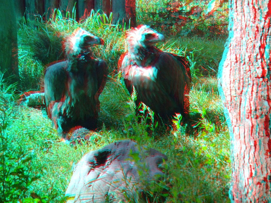 ZOO 3D