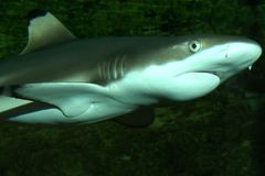 JAR testuje technologii, která má odpuzovat žraloky