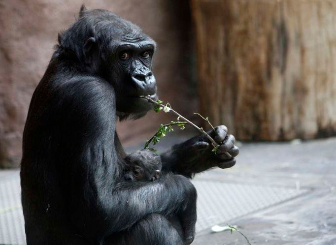 Nížinná gorila Kijivu drží své další novorozeně v pražské zoologické zahradě. Šestnáctiletá Kijivu porodila své první mládě Moju v prosinci 2004, následně pak samečka Tatu na jaře roku 2007.