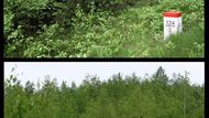 Currently, there is a forest growing on the Czech side of the border (upper photo). On the other side is a dumping hopper subjected to erosion the young birches are unable to stop (lower photo).