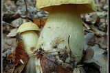 Kozák dubový. I tahle nehojně rostoucí houba zůstala po vyfotografování na místě...