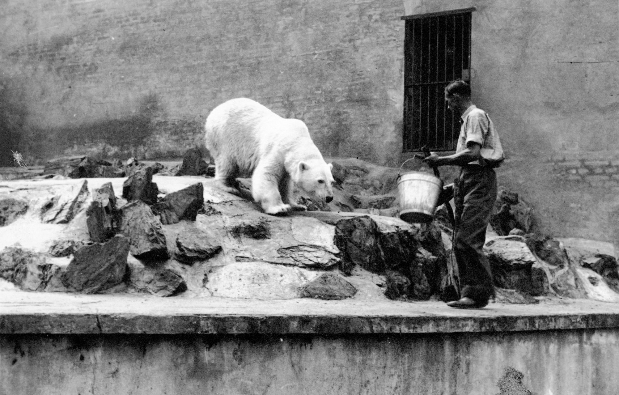 Polárka Zoo Praha lední medvěd