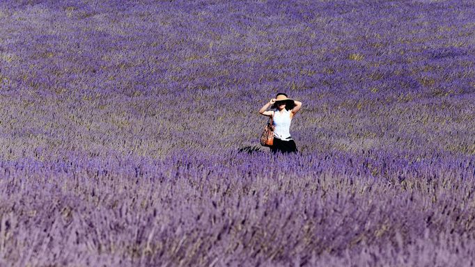 Levandulová pole v Provence, Jižní Francie