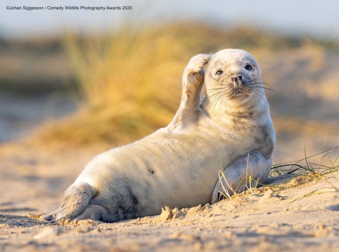 Vtipné fotky zvířat: Comedy Wildlife Photography Awards 2020