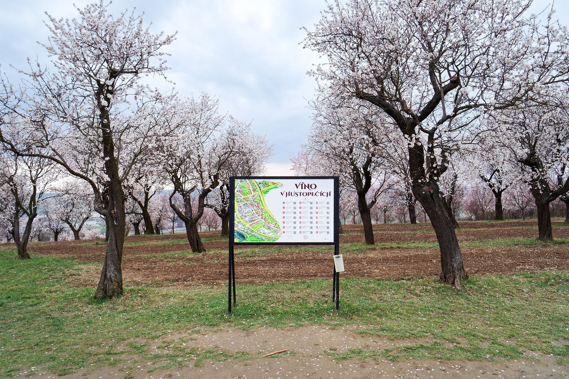 Mandloňové sady v Hustopečích v plném květu, březen 2024