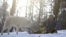 Wolf researcher Werner Freund holds out a treat as an Arctic wolf comes near an enclosure at Wolfspark Werner Freund, in Merzig in the German province of Saarland January 24, 2013. Freund, 79, a former German paratrooper, established the wolf sanctuary in 1972 and has raised more than 70 animals over the last 40 years. The wolves, acquired as cubs from zoos or animal parks, were mostly hand-reared. Spread over 25 acres, Wolfspark is currently home to 29 wolves forming six packs from European, Siberian, Canadian, Artic and Mongolian regions. Werner has to behave as the wolf alpha male of the pack to earn the other wolves respect and to be accepted. Picture taken January 24, 2013. REUTERS/Lisi Niesner (GERMANY - Tags: ANIMALS SOCIETY) Published: Led. 26, 2013, 2:44 odp.