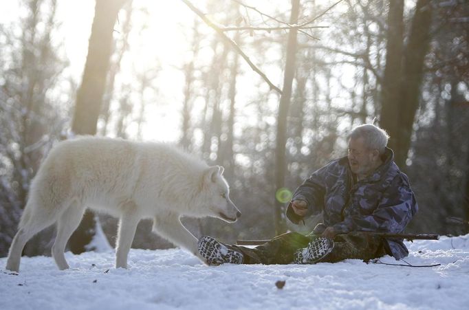 Wolf researcher Werner Freund holds out a treat as an Arctic wolf comes near an enclosure at Wolfspark Werner Freund, in Merzig in the German province of Saarland January 24, 2013. Freund, 79, a former German paratrooper, established the wolf sanctuary in 1972 and has raised more than 70 animals over the last 40 years. The wolves, acquired as cubs from zoos or animal parks, were mostly hand-reared. Spread over 25 acres, Wolfspark is currently home to 29 wolves forming six packs from European, Siberian, Canadian, Artic and Mongolian regions. Werner has to behave as the wolf alpha male of the pack to earn the other wolves respect and to be accepted. Picture taken January 24, 2013. REUTERS/Lisi Niesner (GERMANY - Tags: ANIMALS SOCIETY) Published: Led. 26, 2013, 2:44 odp.