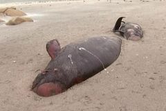 Na mělčině u skotského pobřeží uhynulo  25 velryb