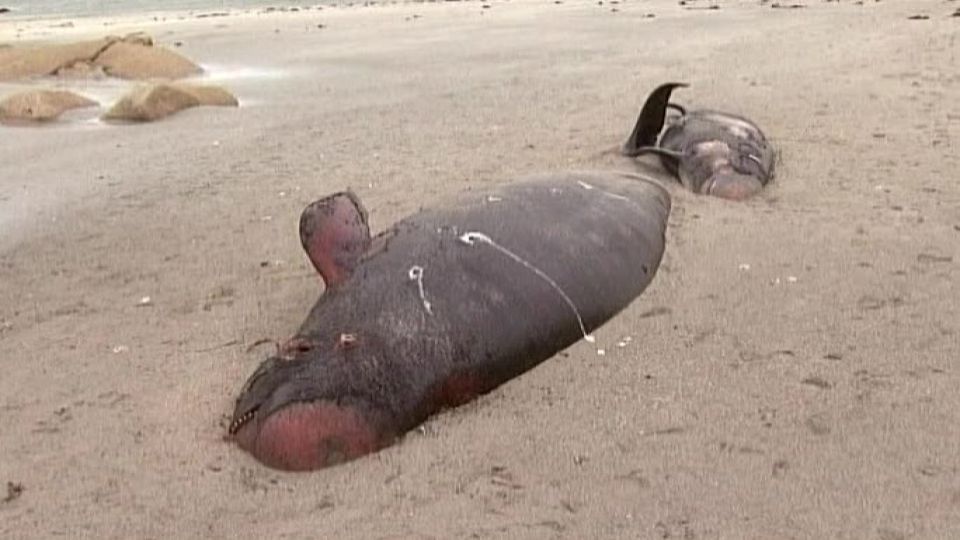 Hromadná sebevražda velryb na pobřeží Irska