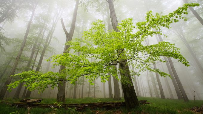 Krása českých lesů na fotkách Martina Raka. V poslední době je ničí sucho, říká