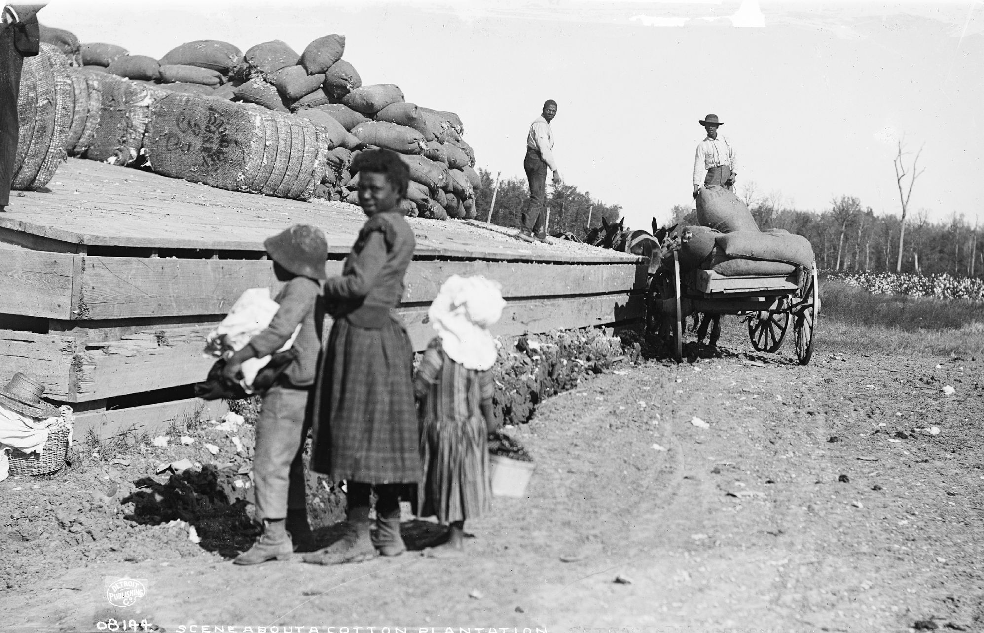 Bavlníková plantáž v Mississippi