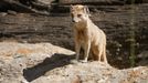 Pražské jaro v rouškách. První den v znovu otevřené zoo, lidé v botanické zahradě