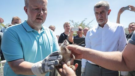 Babiš s Brabcem vrtali syslům díry. Podpořili tak jejich záchranu
