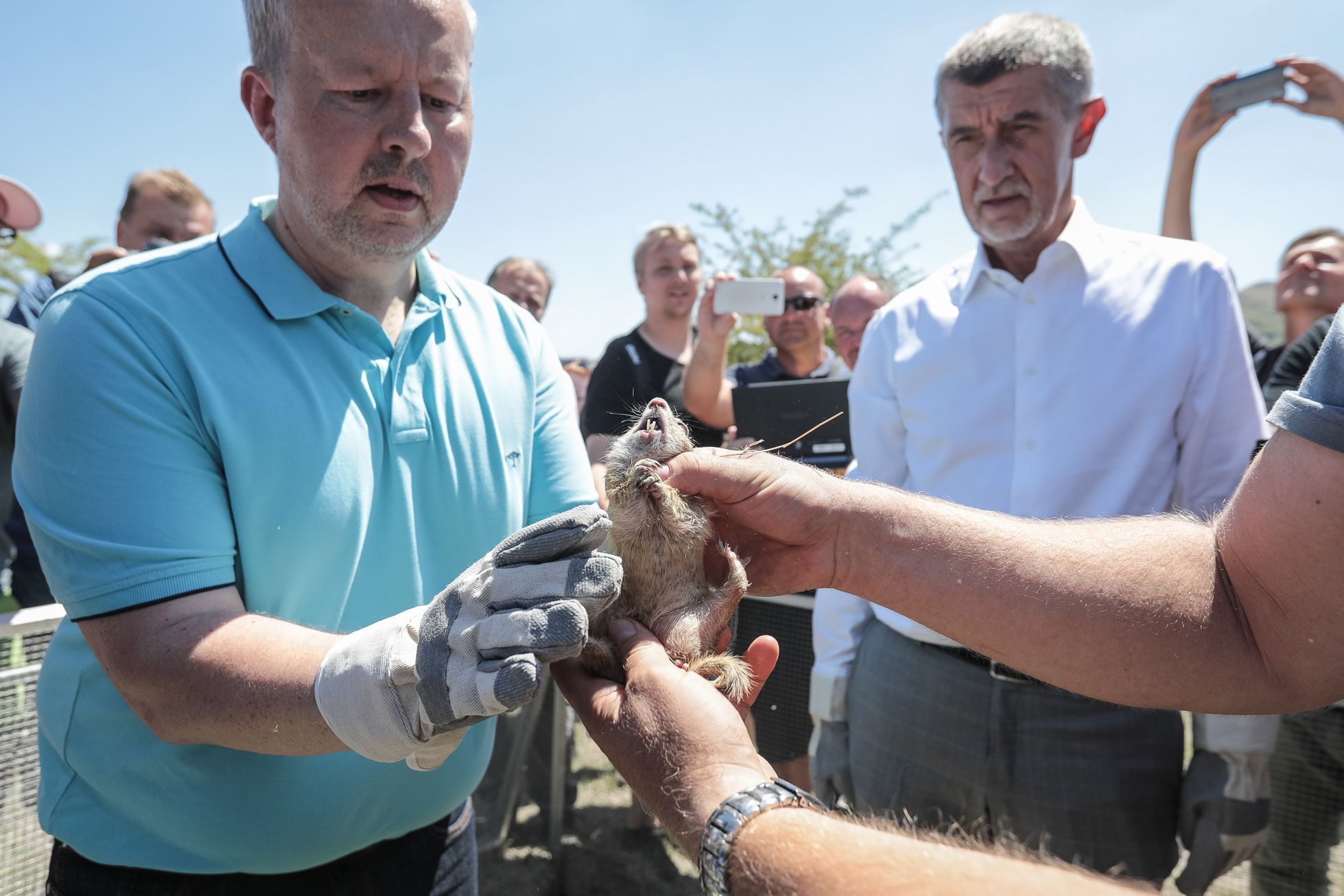 Andrej Babiš, Richard Brabec, ovce a vypouštění syslů