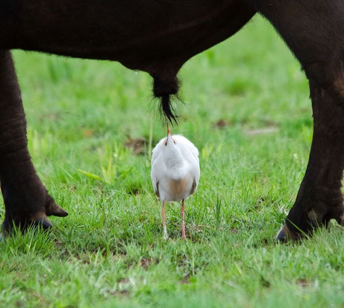 První snímky z letošního ročníku soutěže Nikon Comedy Wildlife Awards