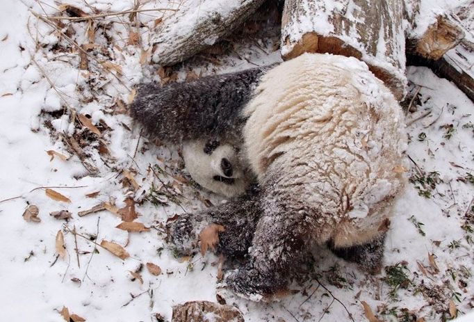 Panda velká jménem Tai Šan okouší sníh v zoo ve Washingtonu.