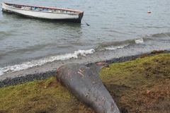 Na Mauriciu umírají delfíni a ryby po havárii lodi. Z potopeného plavidla uniká ropa