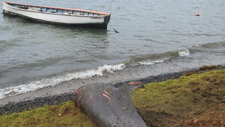 Na Mauriciu umírají delfíni a ryby po havárii lodi. Z potopeného plavidla uniká ropa