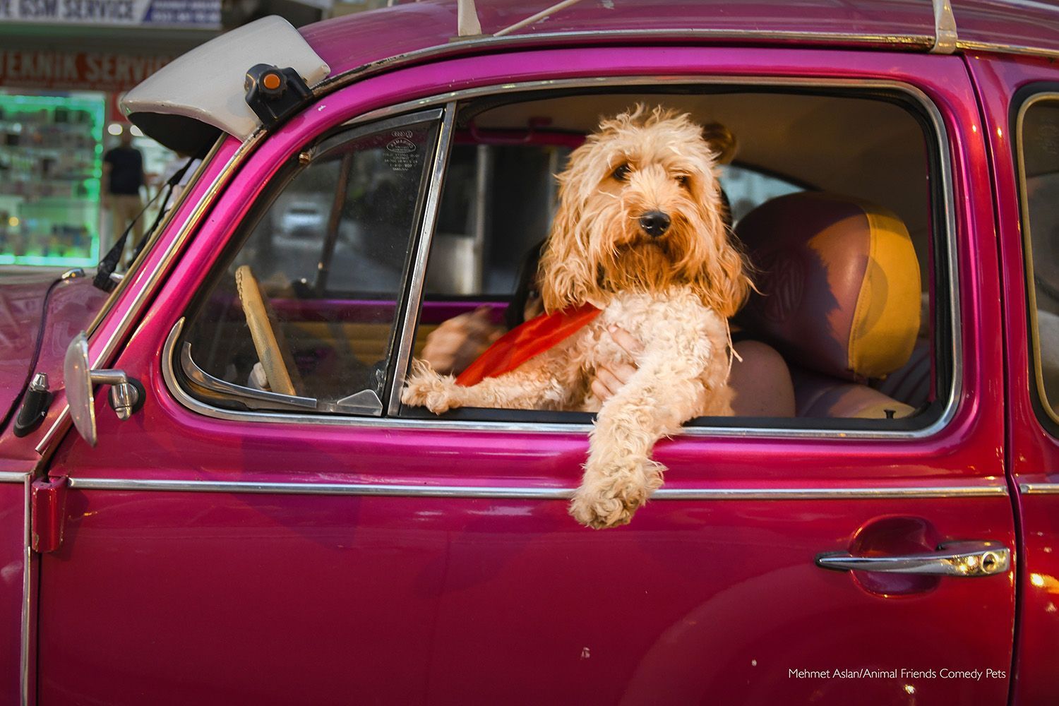 Fotografie ze soutěže Comedy Pet Photograhy Awards (vítězové tří posledních ročníků)