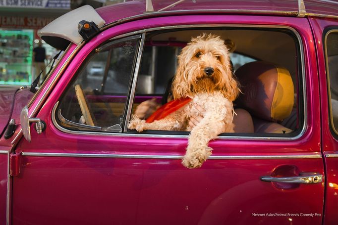 Fotografie ze soutěže Comedy Pet Photograhy Awards (vítězové tří posledních ročníků)