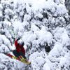 Fotogalerie: Freeride lyžování v Rakousku