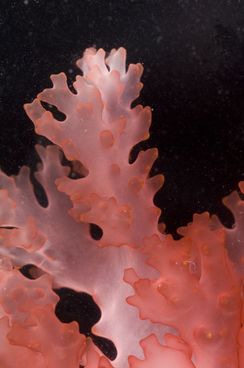 Austrálie-podmořská fota