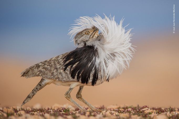 Vítězné snímky ze soutěže Wildlife Photographer of the Year 2022