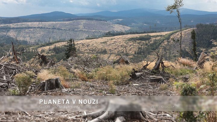 Kůrovec je úžasný tvor. Nemusíme se ho bát, stačí pěstovat správné lesy, říká vědec