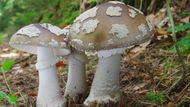 Muchomůrka šedivka (Amanita spissa) - jedlá, avšak nedobrá.
