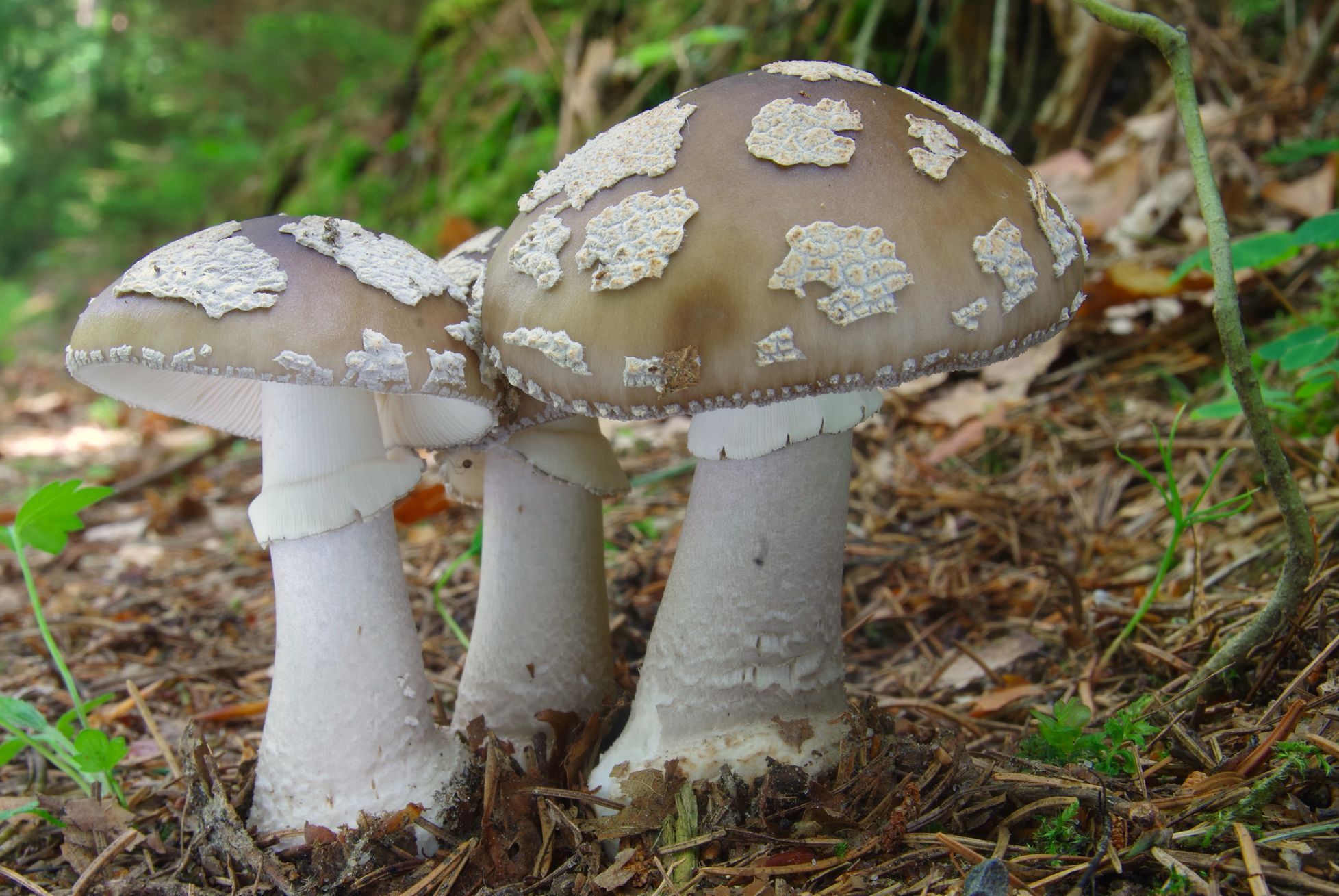 Muchomůrka šedivka