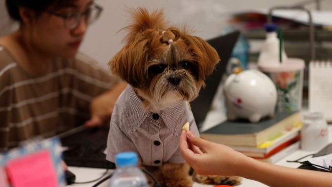 Pes na pracovišti může zmírnit stres.