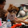 Thajsko, kancelář, pes