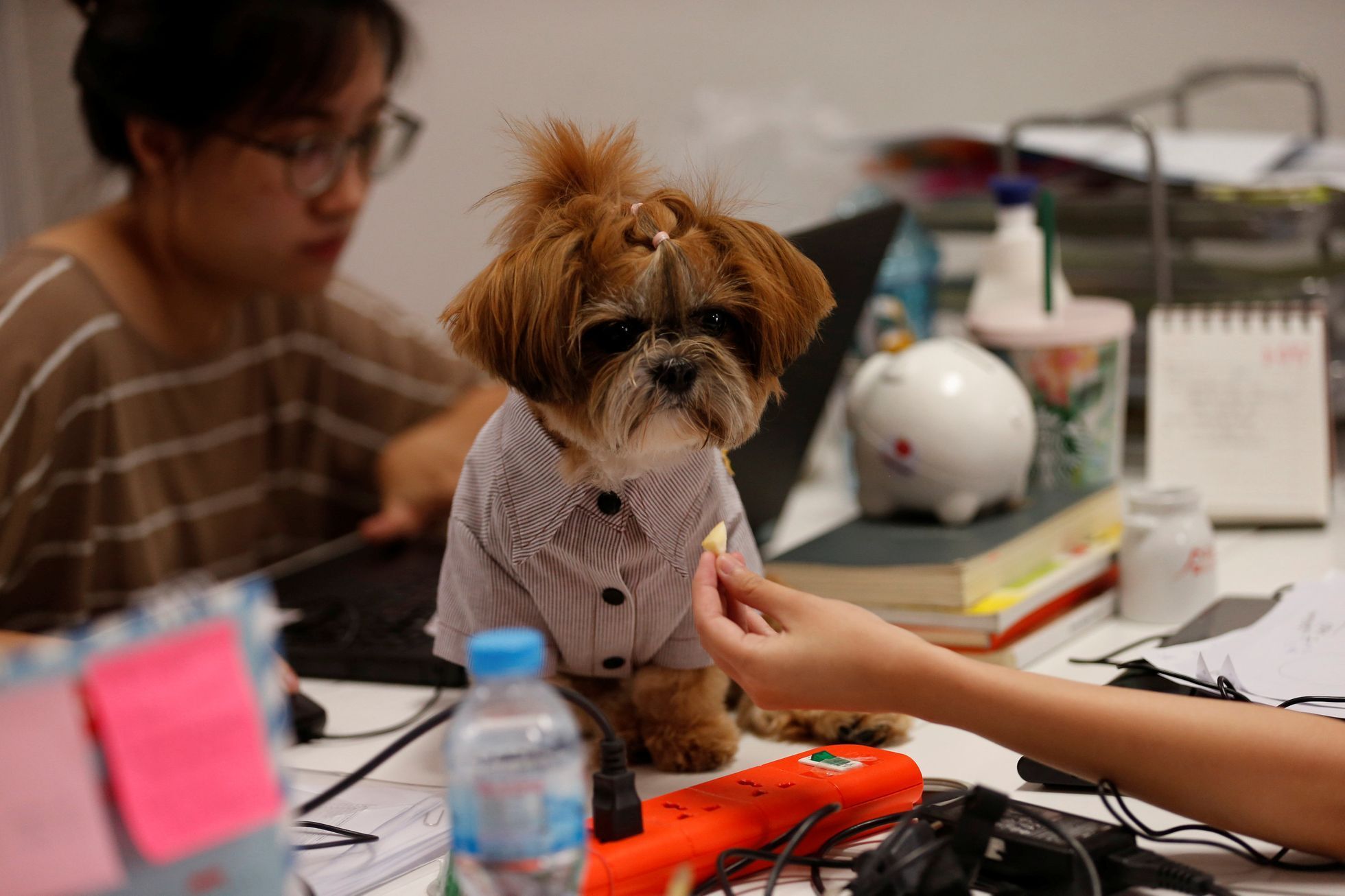 Thajsko, kancelář, pes