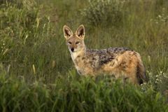 V Polabí se poprvé v historii objevil šakal, zachytila ho fotopast