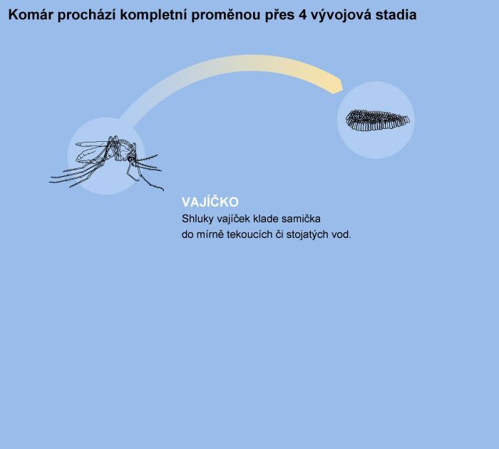 Vývojové fáze komára - vajíčko