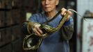 TO GO WITH Lifestyle-medicine-health,FEATURE by Joyce Woo This photo taken on January 31, 2011 shows "Big Snake Mak" -- otherwise known as serpent salesman Mak Tai-kwong, holding some snakes at the She Wong Lam snake soup shop in Hong Kong. Snake has been used in China for thousands of years to cure a host of ailments -- snake-fermented wine for arthritis, snake genitals for the kidneys and male sex drive, snake gall bladder for bronchitis.