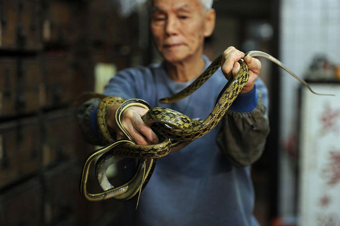 TO GO WITH Lifestyle-medicine-health,FEATURE by Joyce Woo This photo taken on January 31, 2011 shows "Big Snake Mak" -- otherwise known as serpent salesman Mak Tai-kwong, holding some snakes at the She Wong Lam snake soup shop in Hong Kong. Snake has been used in China for thousands of years to cure a host of ailments -- snake-fermented wine for arthritis, snake genitals for the kidneys and male sex drive, snake gall bladder for bronchitis.