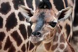 Žirafa Rothschildova (Zoo Liberec) - Druhý nejohroženější poddruh žirafy, žirafa Rothschildova, přivedla mládě na svět 12. dubna. Kmotrem samičky Niobe je známý herec Petr Čtvrtníček.