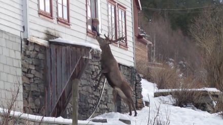Jelen navštěvuje stařenku dvakrát denně. Ta ho za odměnu krmí chlebem