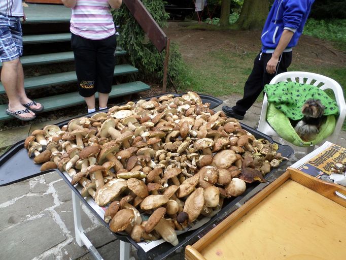 Z letošního sběru hub – oblast Rvasice u Chrudimi – 21.8. 2014. Vyrazili jsme na procházku a přinesli jsme asi 250 pravých hřibů. (Iveta Stárková)