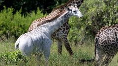 bílá žirafa z Tanzanie
