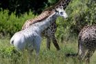 V Tanzanii objevili vzácnou bílou žirafu Omo. Ochránci se bojí, že se stane cílem pytláků