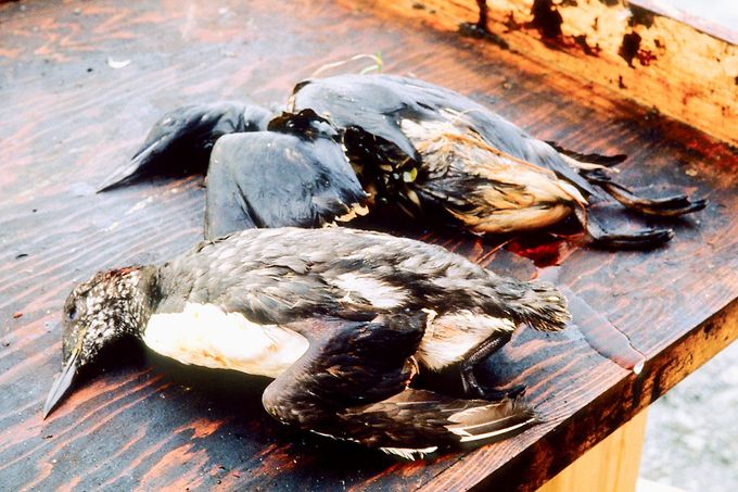 Ptáci usmrcení v důsledku úniku ropy z tankeru Exxon Valdez v roce 1989.