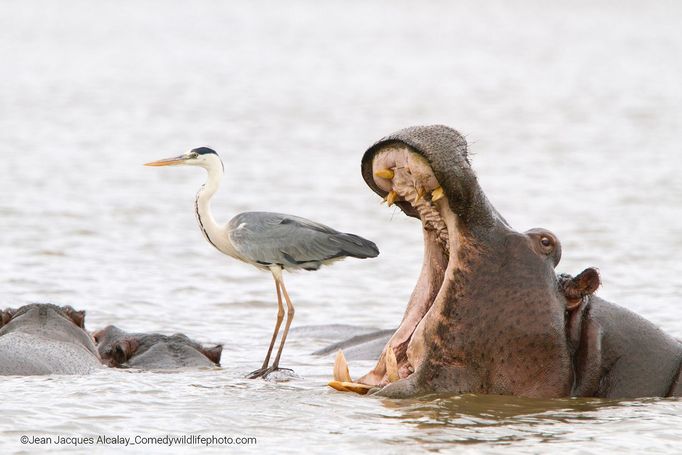 Finalisté soutěže Comedy Wildlife Photography Awards 2022