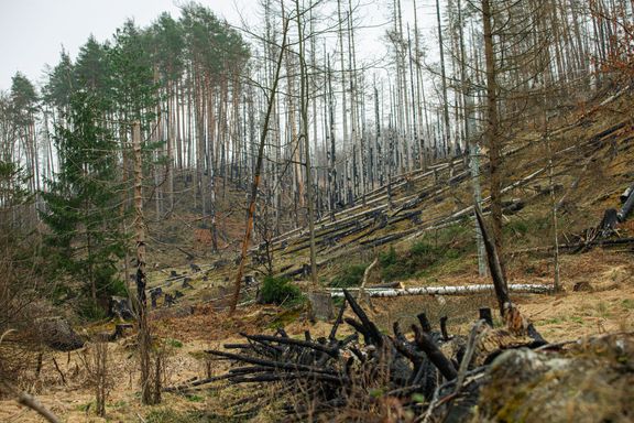 Krajina Českého Švýcarska dva roky po požáru.