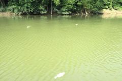 V řece Kentucky hynou tisíce ryb. Zabil je bourbon, který po požáru unikl do vody