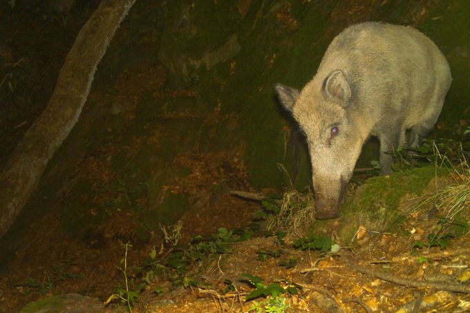 Prase divoké. Záběr z fotopasti instalované na území CHKO – Brdy (výřez ze snímku)